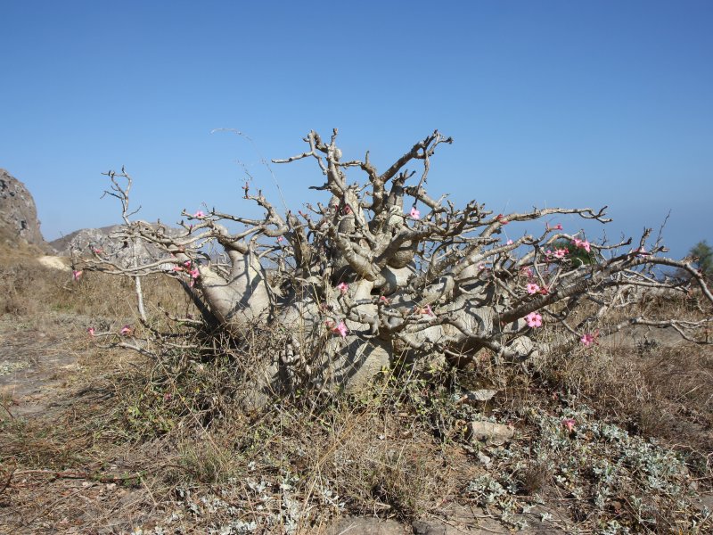 Adenium dhofarense 