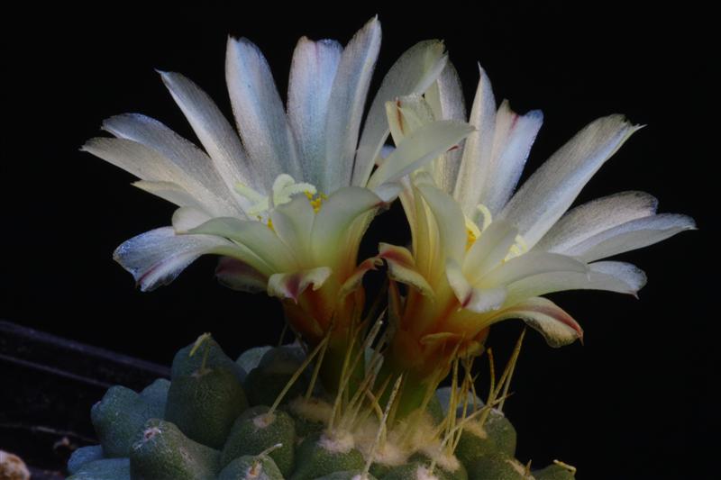 Strombocactus disciformis 