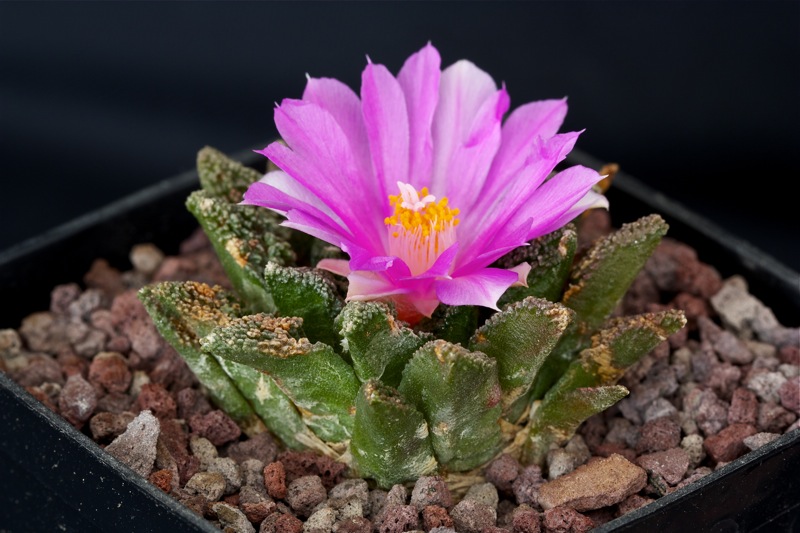 Ariocarpus fissuratus v. hintonii 