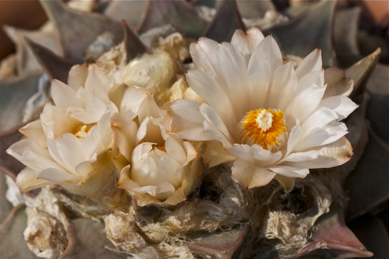 Ariocarpus retusus 