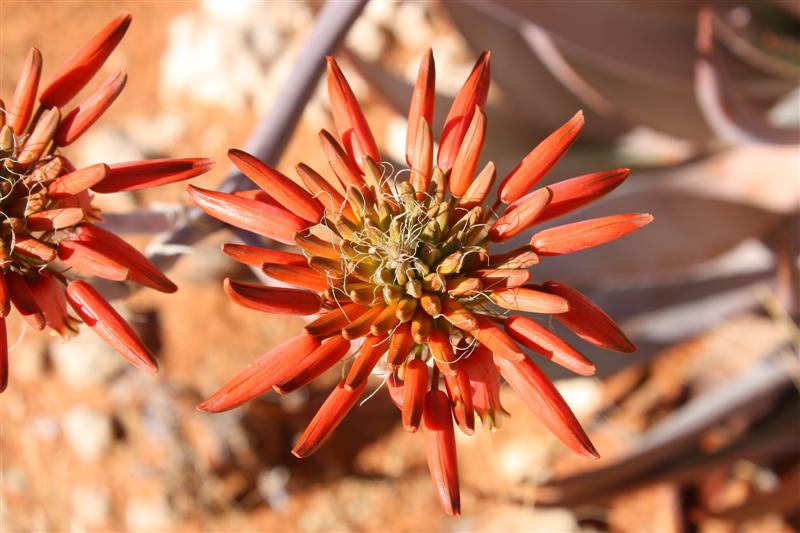 Aloe hereroensis 