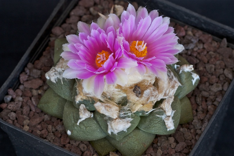 Ariocarpus fissuratus v. lloydii 