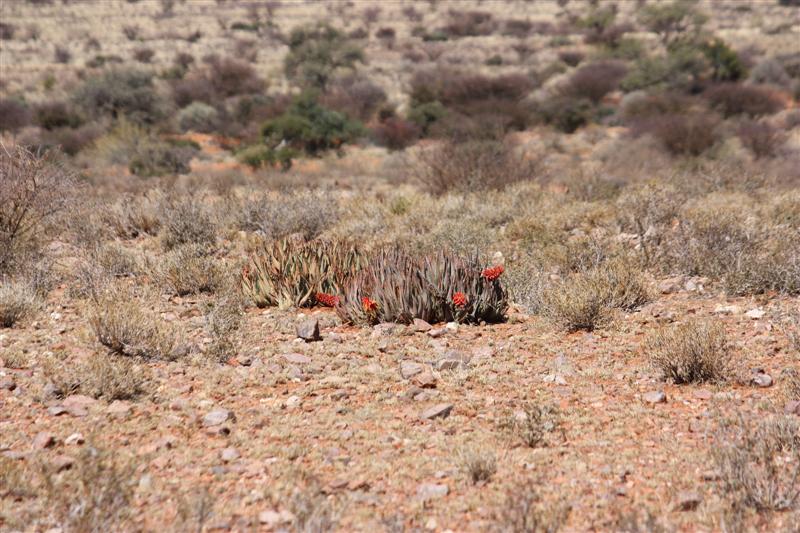 Aloe claviflora 