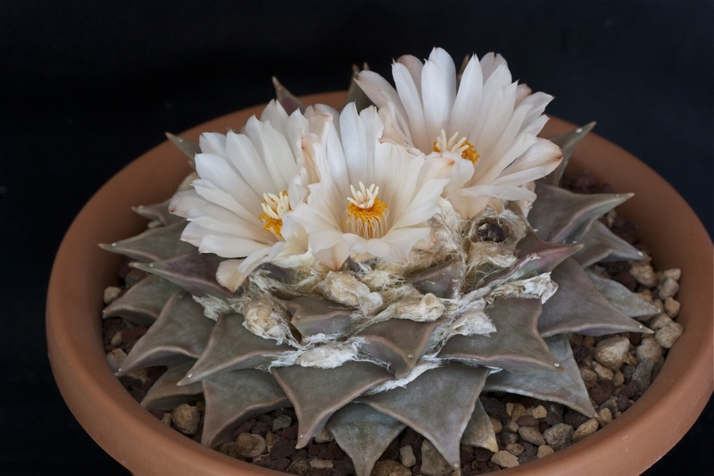 Ariocarpus retusus 