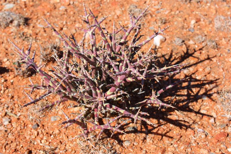 Euphorbia spinea 