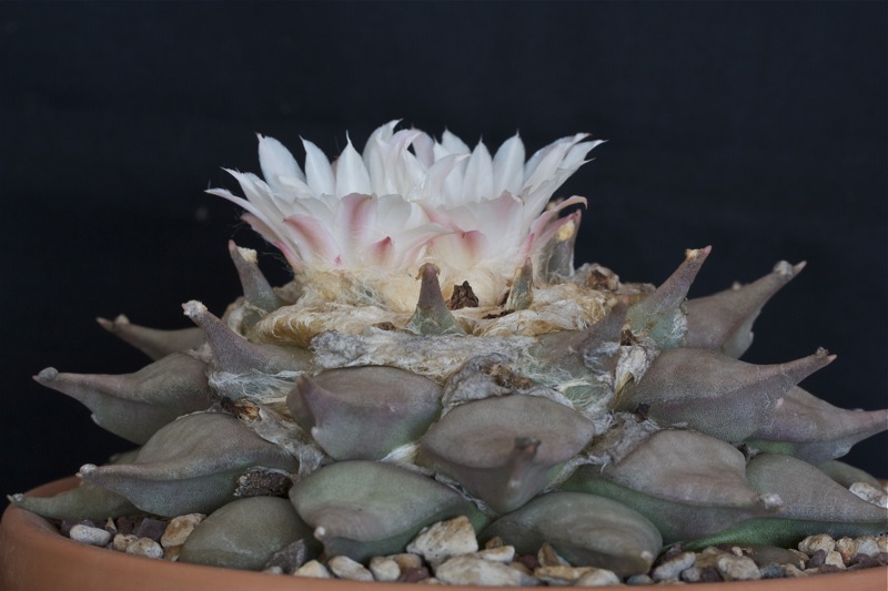 Ariocarpus retusus 