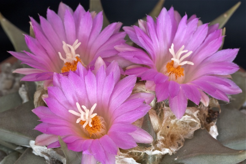 Ariocarpus confusus 