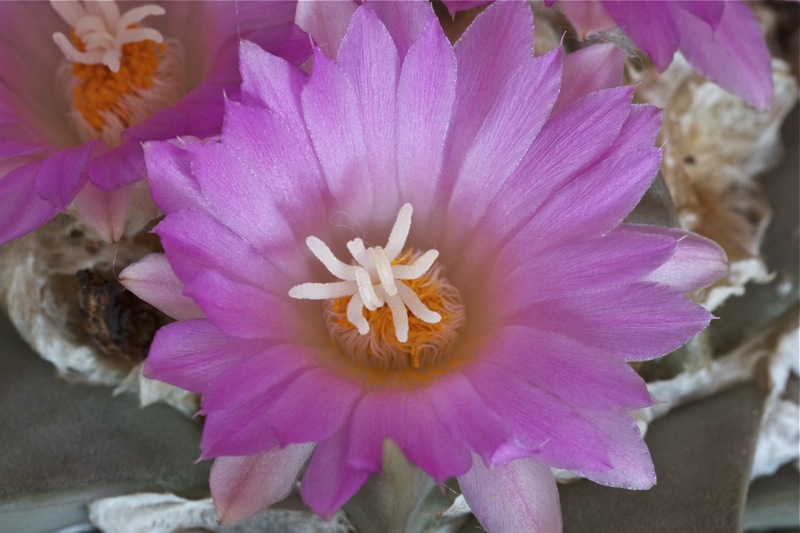 Ariocarpus confusus 