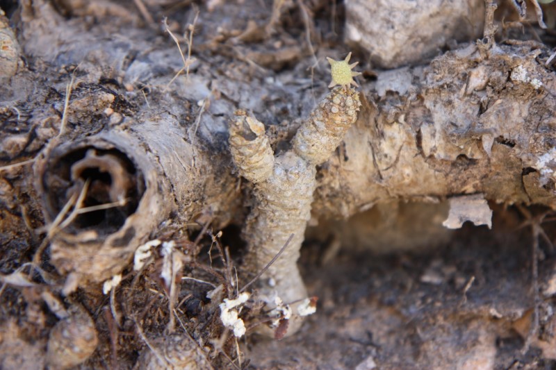 Dorstenia foetida 