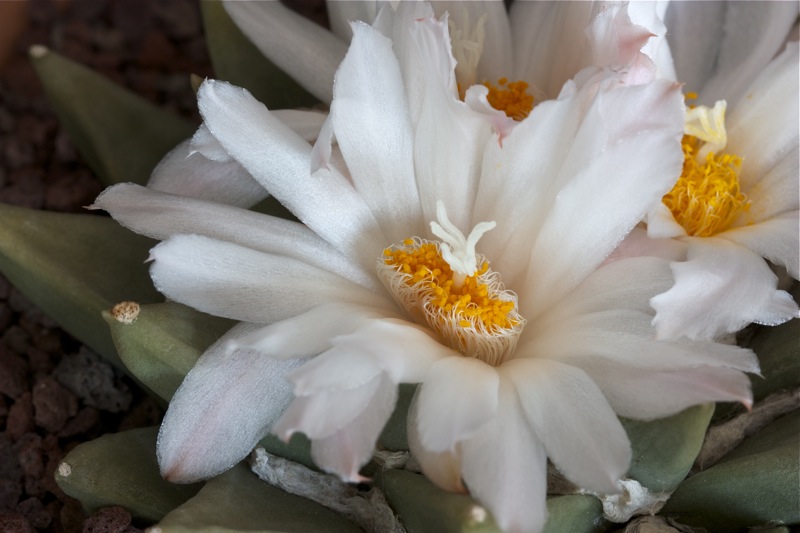 Ariocarpus retusus ssp. scapharostroides 