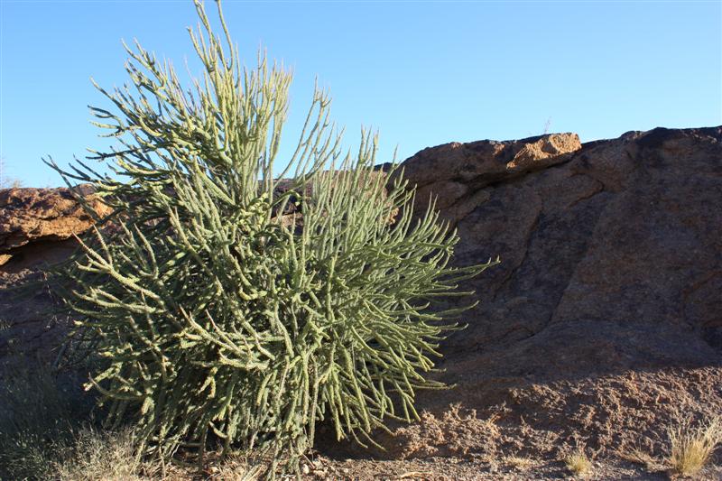 ceraria namaquensis