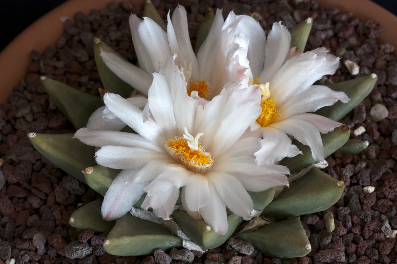 Ariocarpus retusus ssp. scapharostroides 