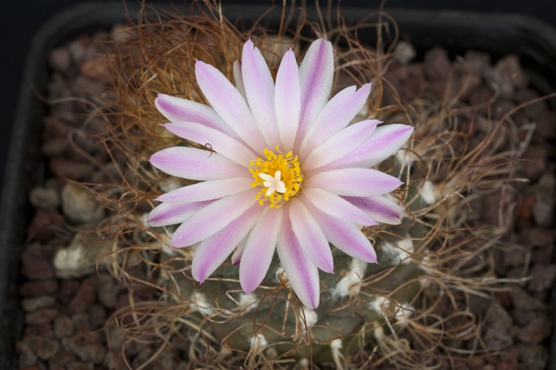 Turbinicarpus pseudomacrochele 