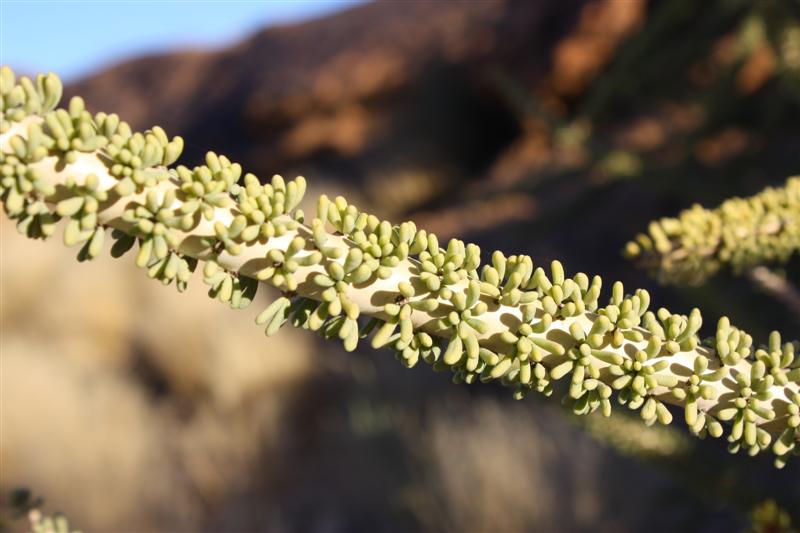 Ceraria namaquensis 