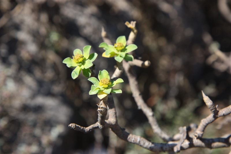 Euphorbia balsamifera ssp. adenensis 