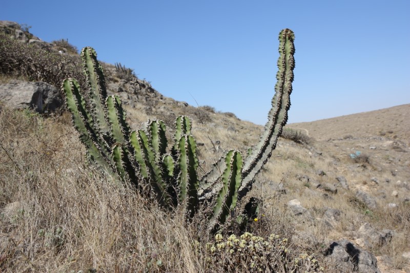 Euphorbia cactus 