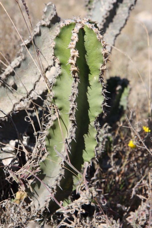 Euphorbia cactus 