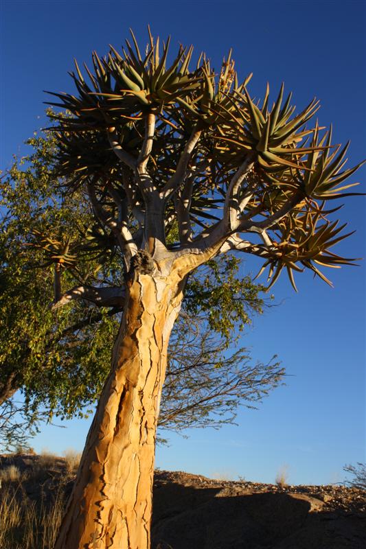 Aloe dichotoma 