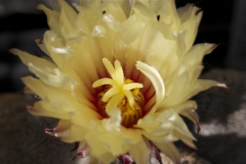 Astrophytum coahuilense 