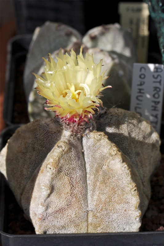 Astrophytum coahuilense 