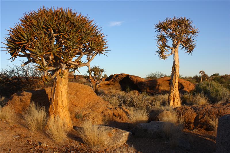 Aloe dichotoma 