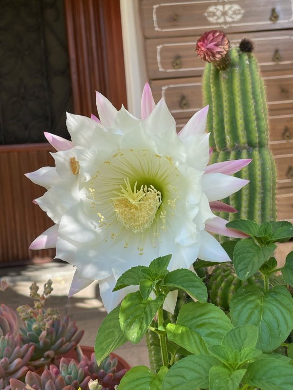 Trichocereus schickendantzii  