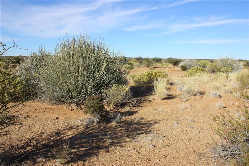 euphorbia gregaria