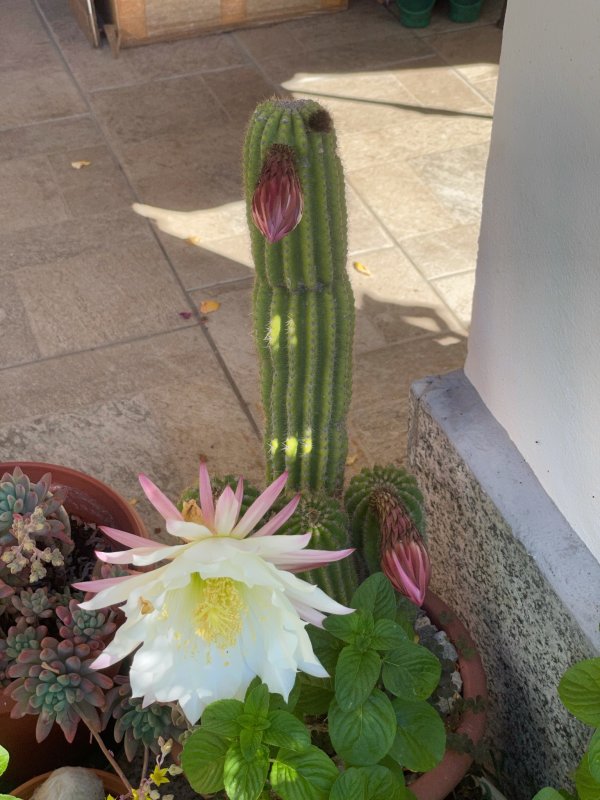 Trichocereus schickendantzii  