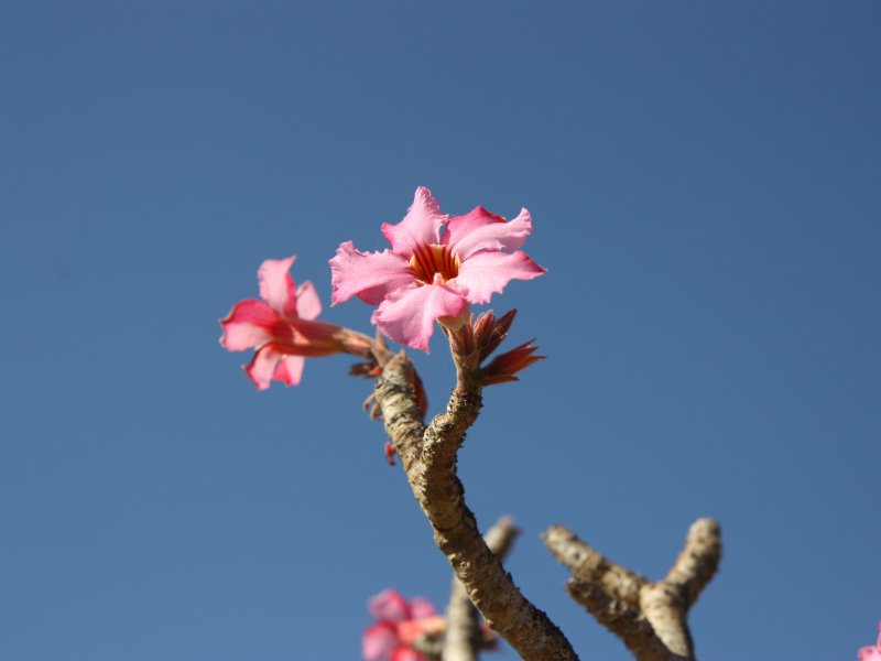 Adenium dhofarense 