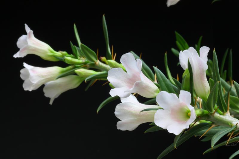 Pachypodium bispinosum 