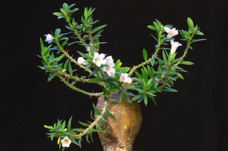 Pachypodium bispinosum 