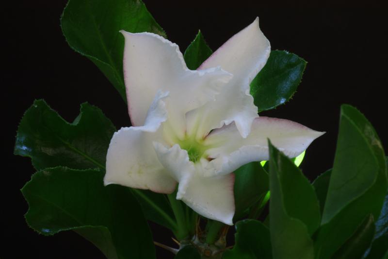 Pachypodium saundersii 