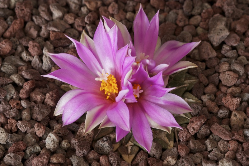 Ariocarpus kotschoubeyanus 