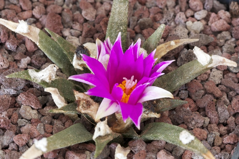 Ariocarpus agavoides 