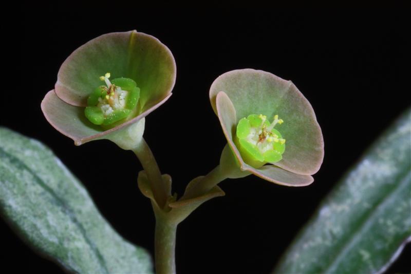 Euphorbia francoisii 