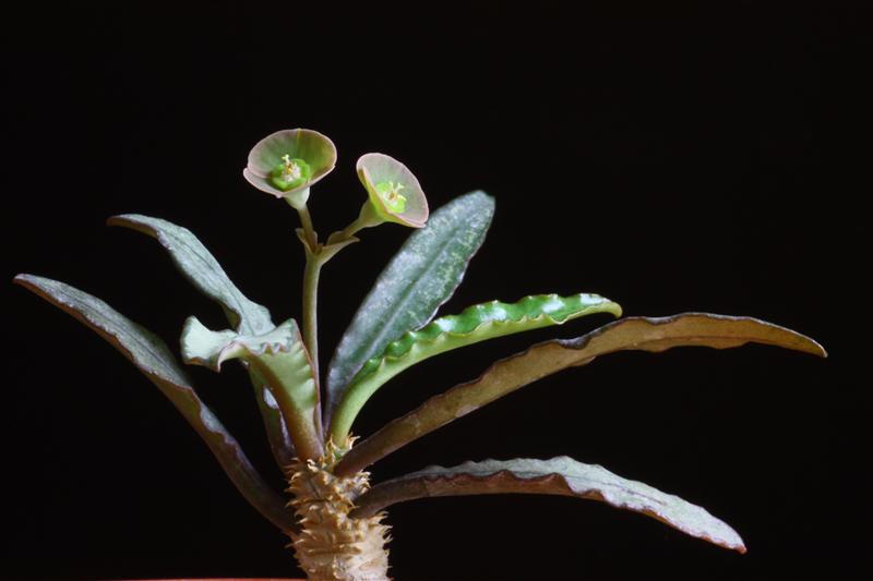 Euphorbia francoisii 