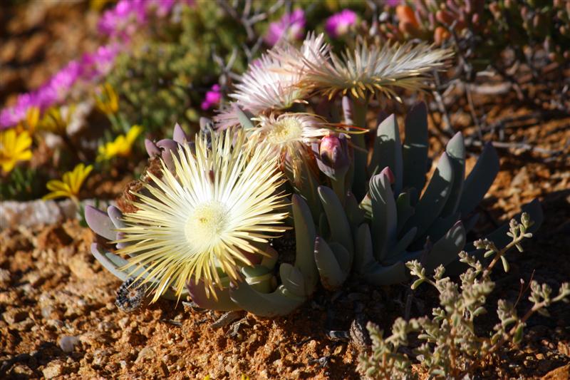 cheiridopsis denticulata