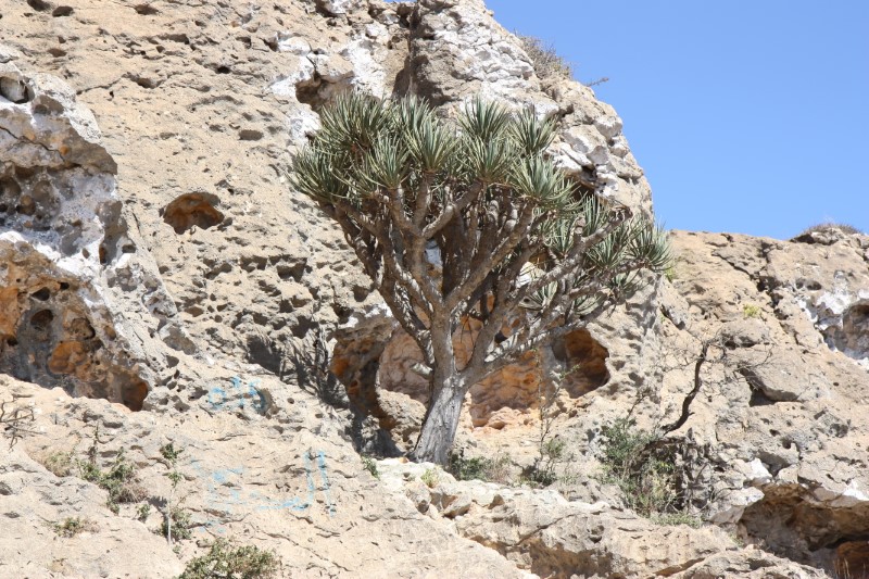 Dracaena serrulata 