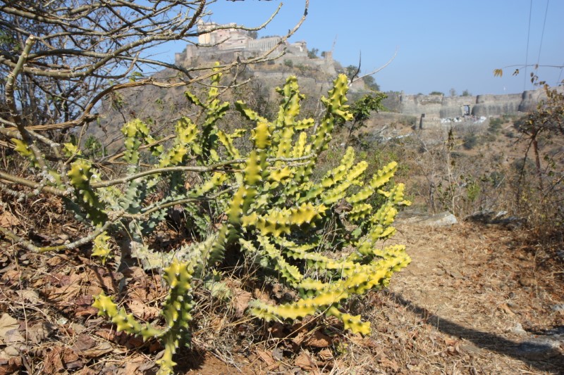 euphorbia neriifolia