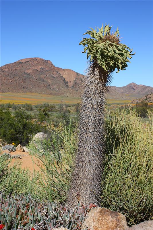 Pachypodium namaquanum 