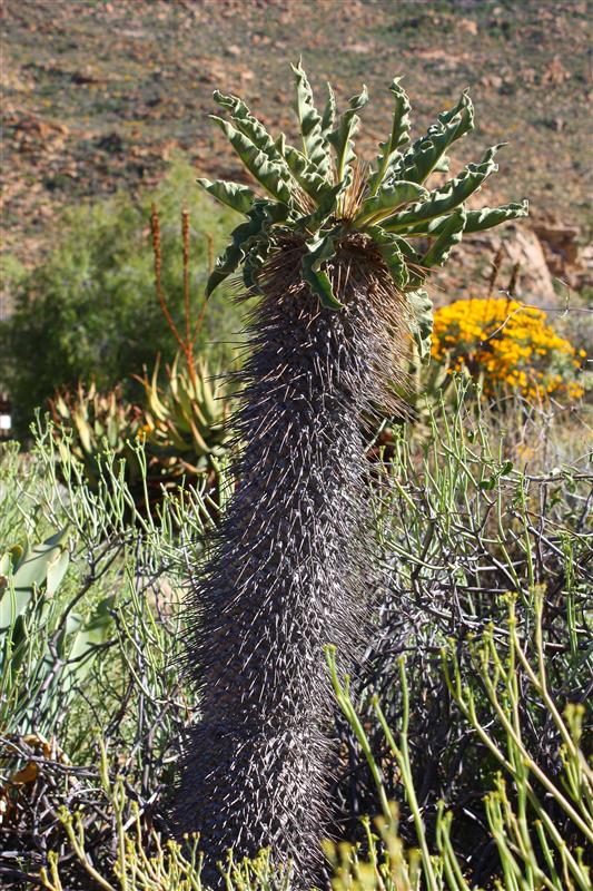 Pachypodium namaquanum 