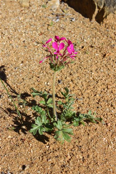 Pelargonium incrassatum 