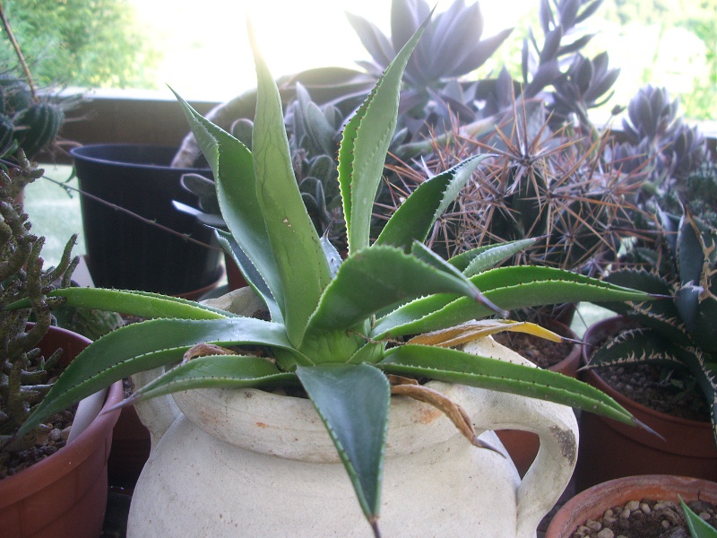 agave?  