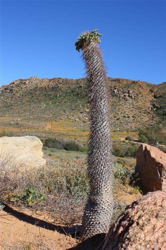 Pachypodium namaquanum 