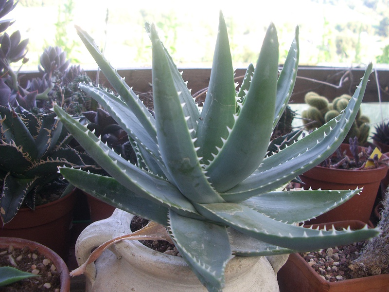 aloe  