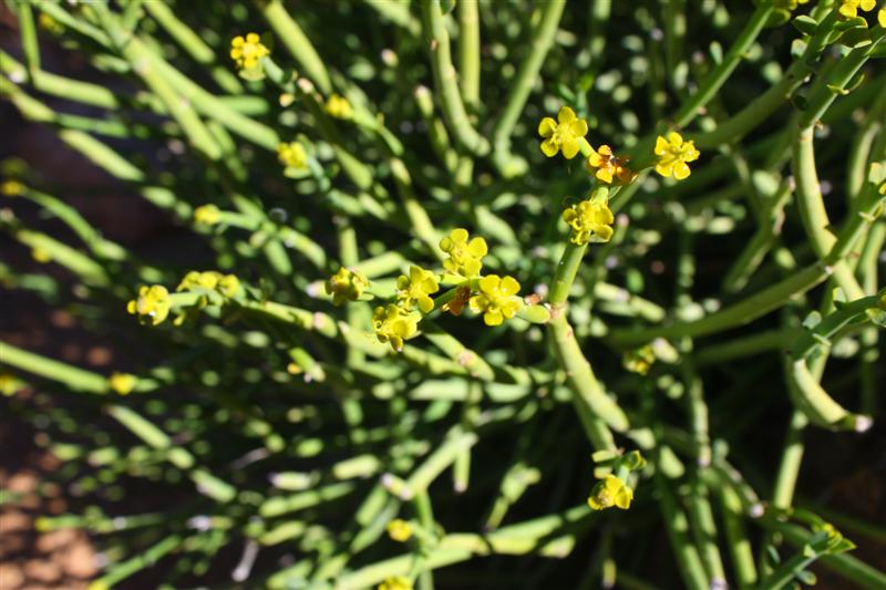 Euphorbia mauritanica 