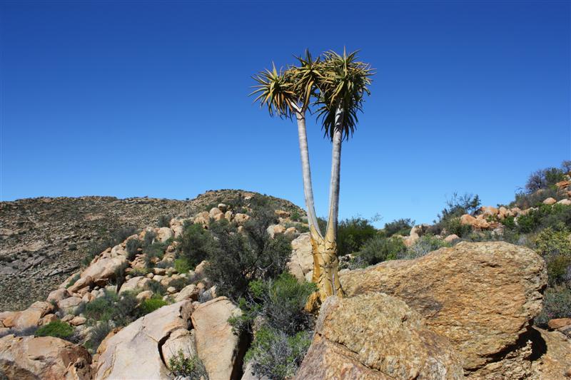 Aloe dichotoma 