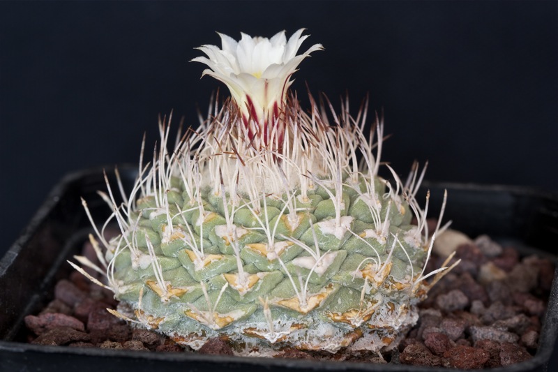 Strombocactus disciformis 