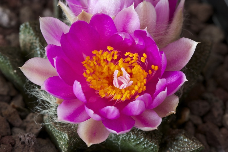 Ariocarpus fissuratus ssp. bravoanus 