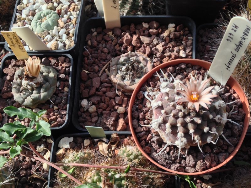 Turbinicarpus jauernigii 